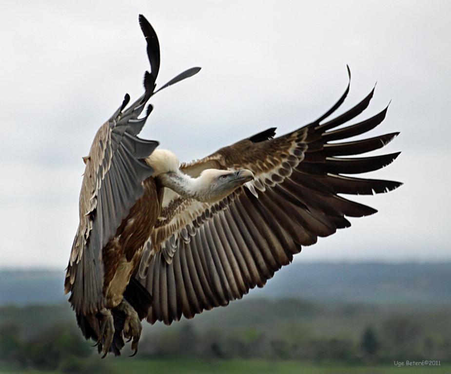 ולדרוברס Observatorio De Aves Mas De Bunyol מראה חיצוני תמונה